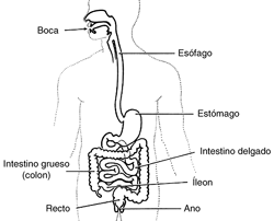 Lo Que Necesito Saber Sobre el Gas