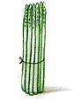 Illustration of asparagus.