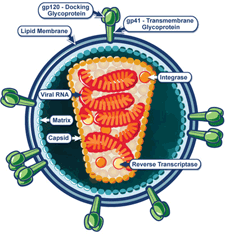 Credit: National Institute of Allergy and Infectious Diseases. Meet HIV.  Scientists are continually learning how this wily virus works.