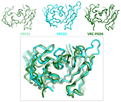 Top: These images show three antibodies' HIV-binding segments, which neutralize the virus. The VRC01 and VRC03 antibodies were found in the blood of an HIV-infected North American donor, while the VRC-PG04 antibody was found in the blood of an HIV-infected African donor. Bottom: Superimposing the HIV-binding segments of the three antibodies shows structural differences and similarities. The regions that are similar allow all three antibodies to bind to the same spot on the virus and to neutralize a high percentage of HIV strains from around the world. Credit: NIAID VRC.