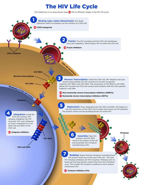 The HIV Life Cycle - TheBody.com