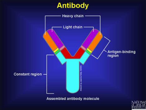 Antibody