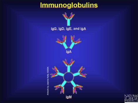 Immunoglobulins