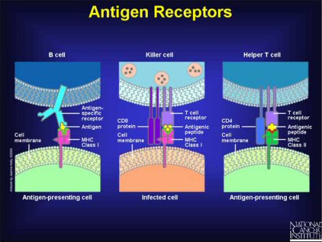 Antigen Receptors