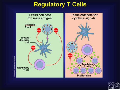 Regulatory T Cells