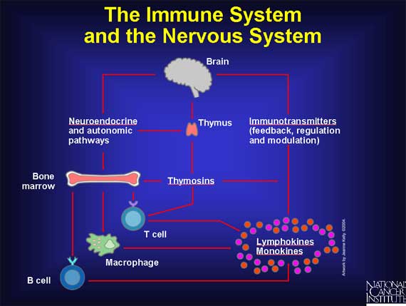 Understanding Cancer Series: The Immune System - TheBody.com