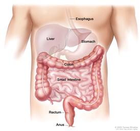 Anatomy of the lower digestive system, showing the colon and other organs.