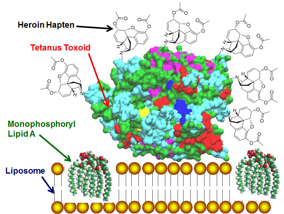 Diagram of the heroin vaccine portion of the heroin-HIV vaccine.  The heroin-haptens are attached to tetanus toxoid mixed with liposomes containing phosphoryl lipid A, which is potent adjuvant formulation used to induce high titer antibodies to heroin. Image courtesy Dr. Gary R. Matyas.