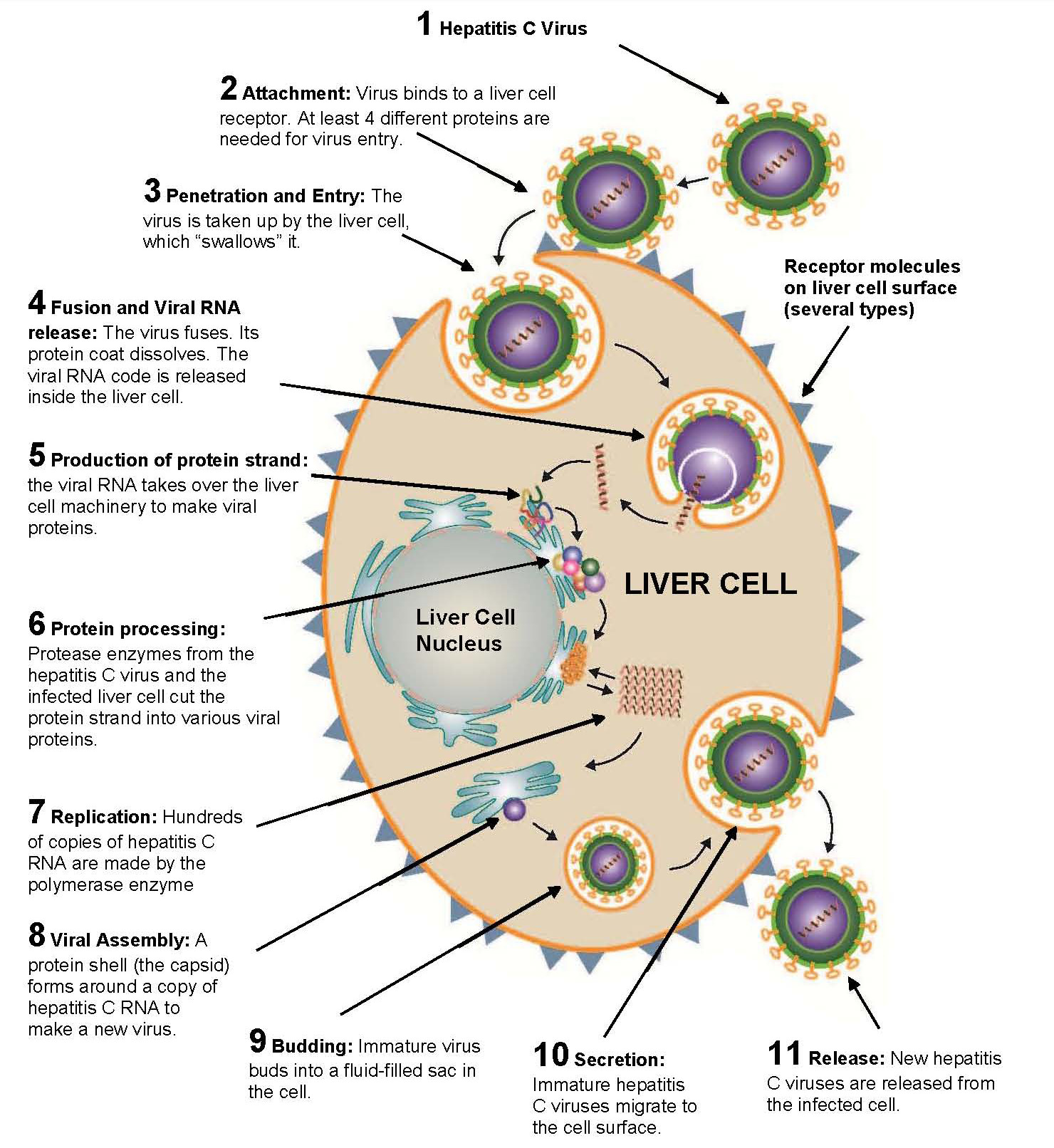 Hepatitis C Virus Life Cycle - TheBody.com