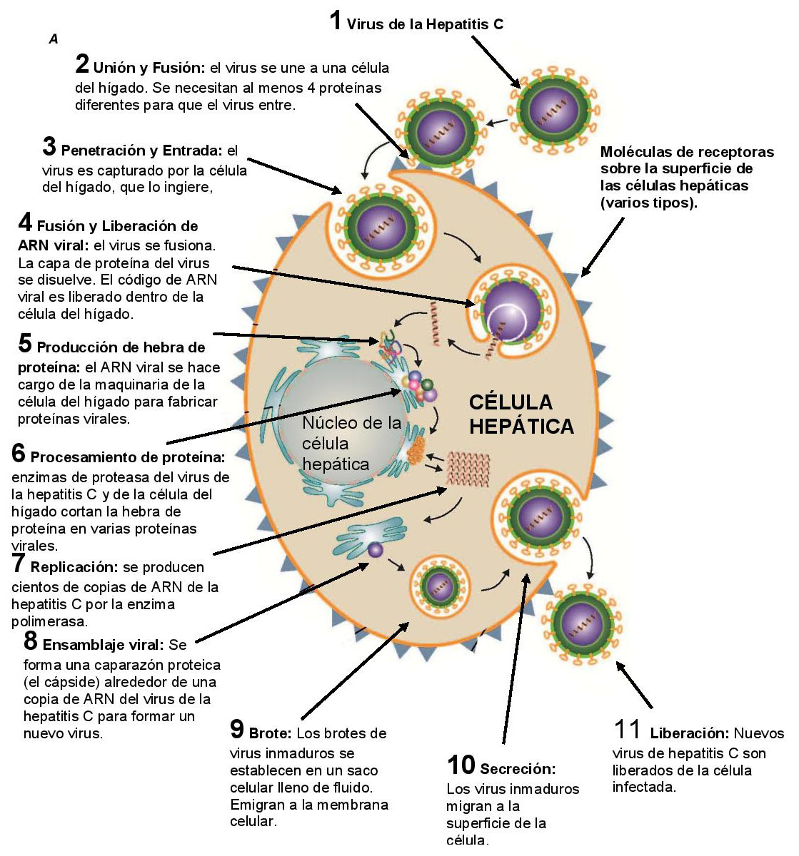 El Ciclo De Vida Del Virus De La Hepatitis C Thebody Comsexiz Pix