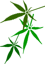Medical Marijuana