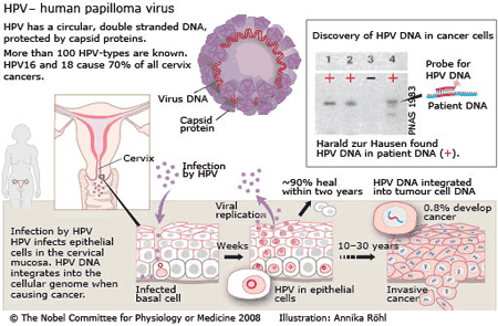 what hpv virus causes cervical cancer