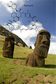 The immunosuppressant drug rapamycin was discovered in soil from Easter Island.