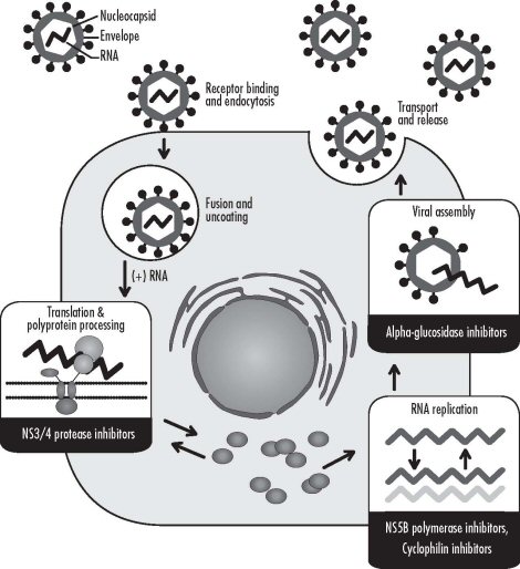 Figure 1. Targets for HCV Drugs