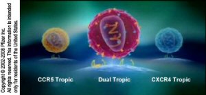Some types of HIV can attach to CCR5 coreceptors, some can attach to CXCR4 coreceptors and others can attach to both.