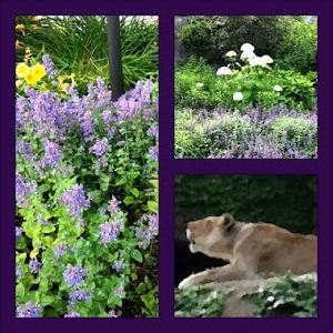 One view on my morning walk!