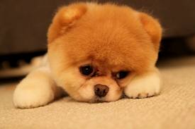 sad dog