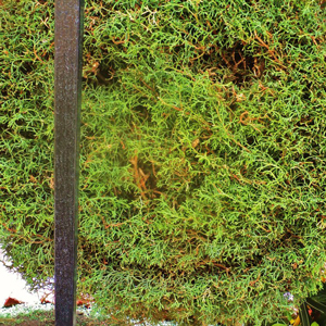 vegetation