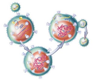 Mathematical Model Helps Design Efficient Multi-Drug Therapies