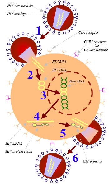 The HIV Life Cycle - TheBody.com