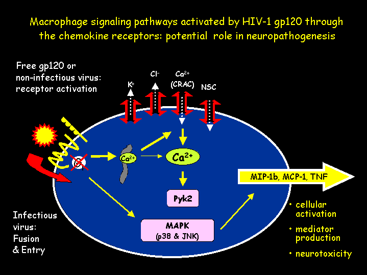 Figure 2. Intracellular signaling pathways that are activated by HIV-1 gp120 through the chemokine receptors. In addition to mediating entry and infection, interaction of gp120 with CCR5 and CXCR4 can induce functional changes in the cell. Several ion channels are triggered, intracellular calcium is elevated, and protein kinase pathways including Pyk2 and the MAP kinases are activated. Triggering of these pathways leads to activation of macrophages and secretion of soluble products, including products that can injure neurons.