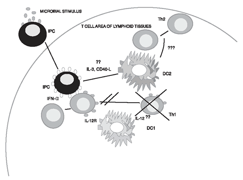 Figure 2. A model of the hypothetical role of interferon-producing cells (IPCs or pDCs) in the loss of Th-1 immunity in HIV infection and how these events lead to HIV pathogenesis.