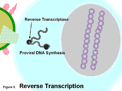 Reverse Transcription