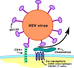 Co-Receptors: CCR5 -- Understanding HIV