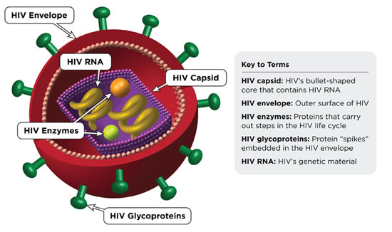 The HIV Life Cycle - TheBody.com