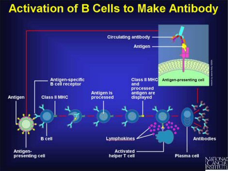 Understanding Cancer Series: The Immune System