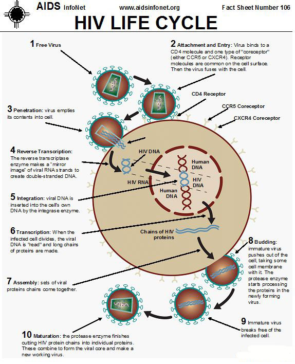 simplified hiv life cycle