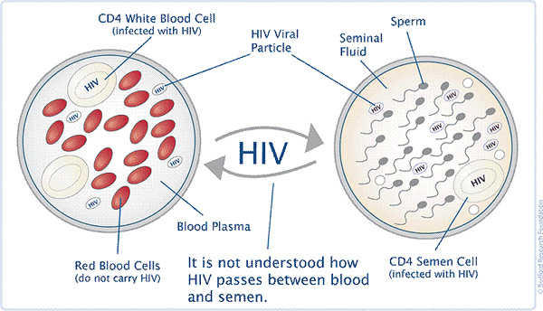 Can You Get Hiv From Your Own Sperm