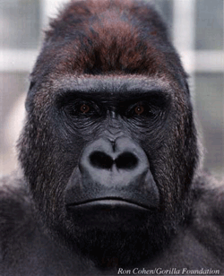 Gorilla